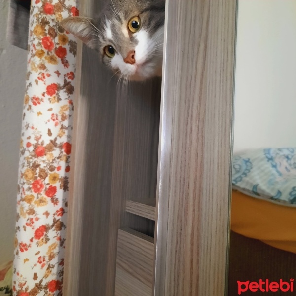 Tekir Kedi, Kedi  ALEX fotoğrafı