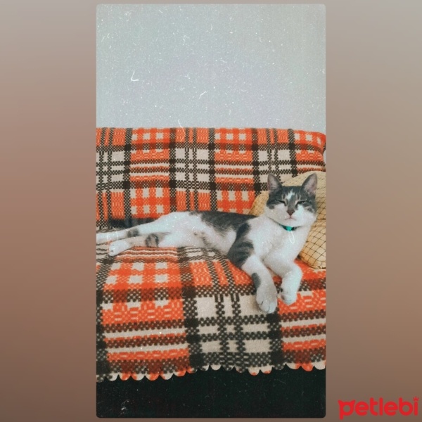 Tekir Kedi, Kedi  ALEX fotoğrafı