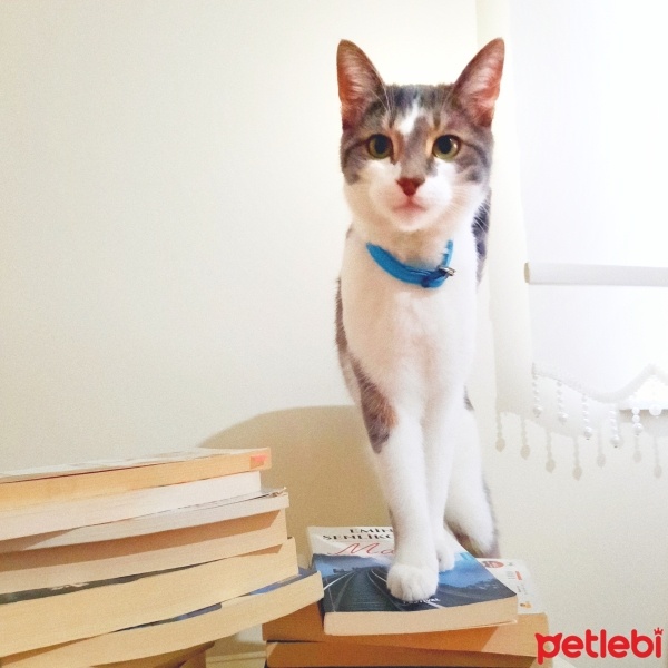Tekir Kedi, Kedi  ALEX fotoğrafı