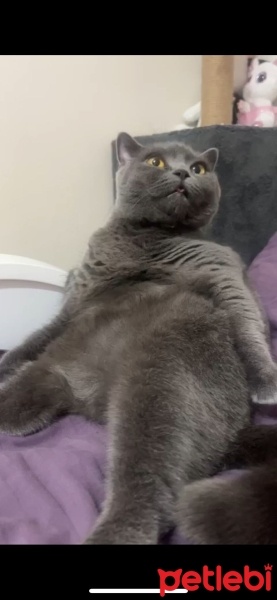 British Shorthair, Kedi  Mia fotoğrafı