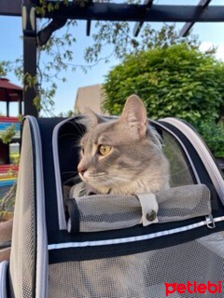 Sibirya Kedisi, Kedi  Sky fotoğrafı