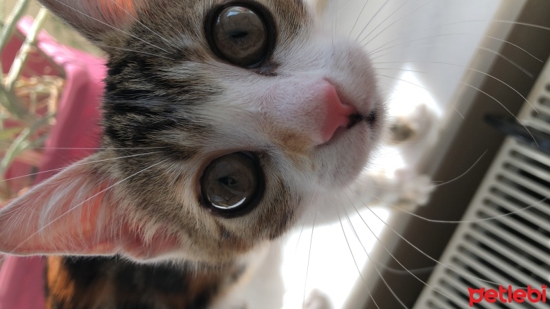 Tekir Kedi, Kedi  Çakıl fotoğrafı