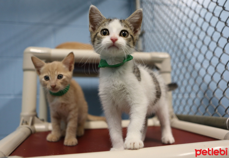 Ankara Kedisi, Kedi  maya fotoğrafı