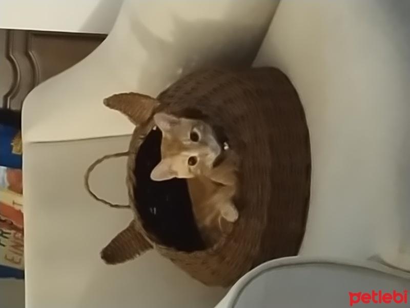 Sarman, Kedi  Tarçın fotoğrafı