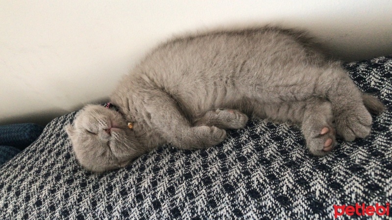 Scottish Fold, Kedi  ŞUKUFE fotoğrafı