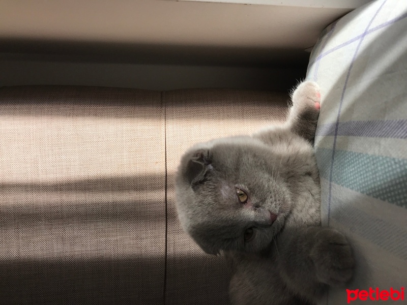 Scottish Fold, Kedi  ŞUKUFE fotoğrafı