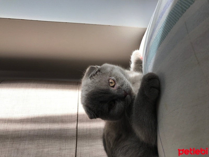 Scottish Fold, Kedi  ŞUKUFE fotoğrafı