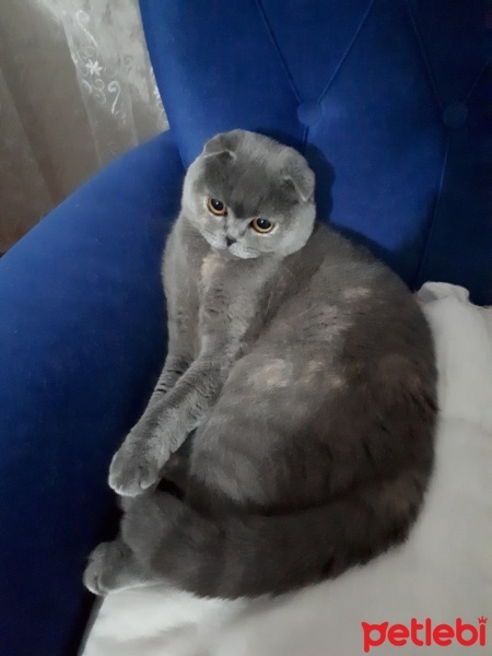 Scottish Fold, Kedi  minnoş fotoğrafı