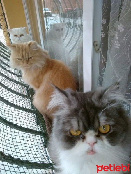 İran Kedisi (Persian), Kedi  Prens fotoğrafı