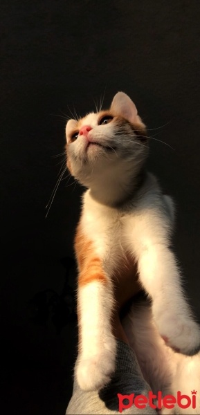 Sarman, Kedi  Karamel fotoğrafı