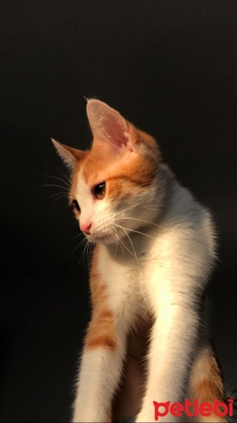 Sarman, Kedi  Karamel fotoğrafı