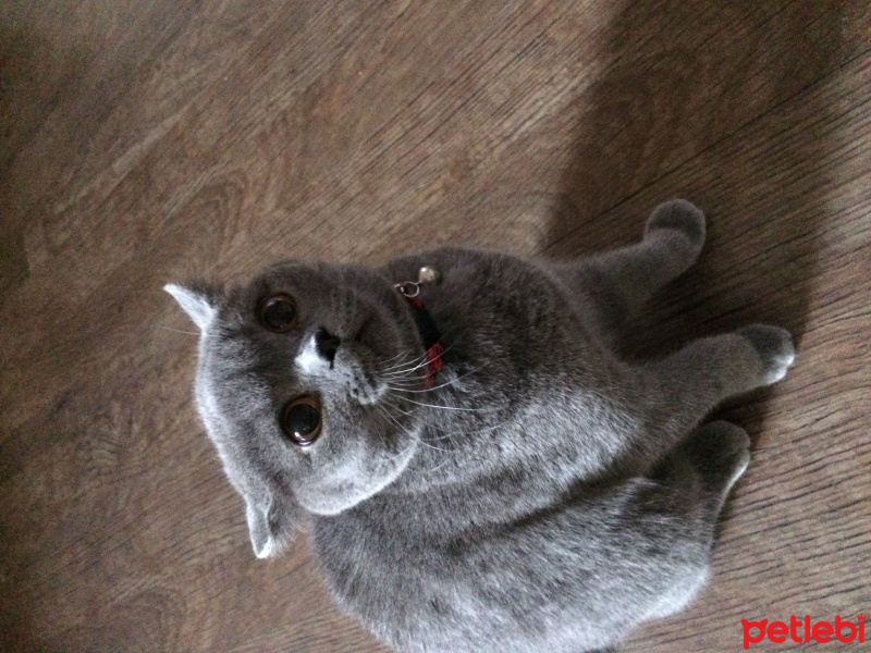 British Shorthair, Kedi  Şirin fotoğrafı