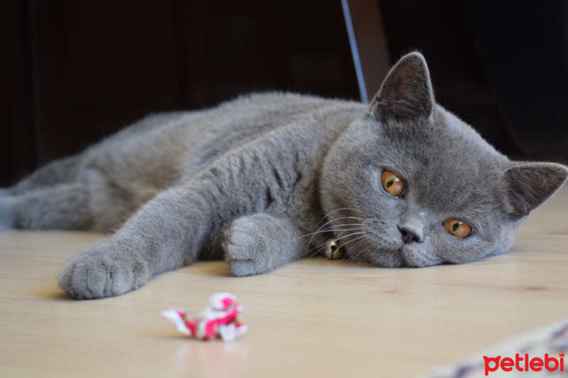 British Shorthair, Kedi  Şirin fotoğrafı