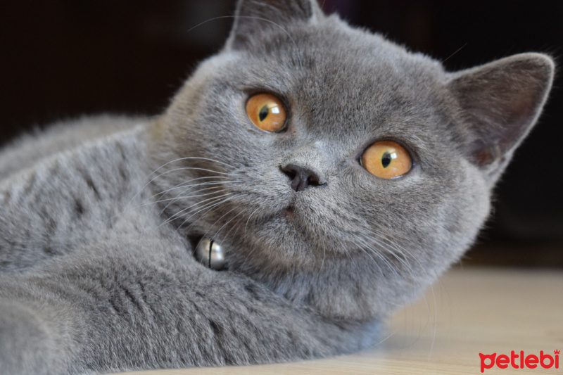 British Shorthair, Kedi  Şirin fotoğrafı