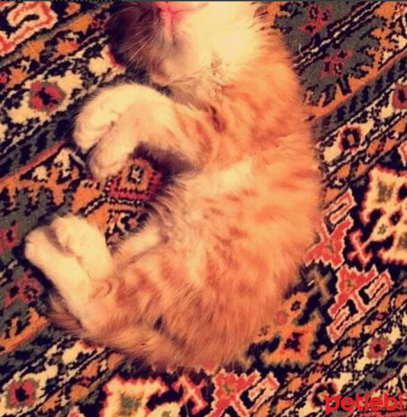 Tekir Kedi, Kedi  Ponçik fotoğrafı