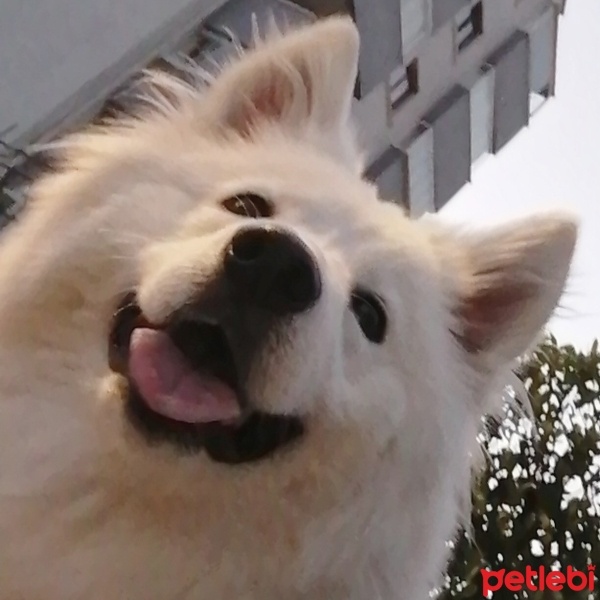 Samoyed, Köpek  Kutup fotoğrafı