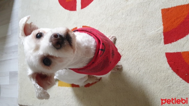 Maltese, Köpek  Bilbo fotoğrafı