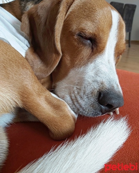 Beagle, Köpek  Wes fotoğrafı