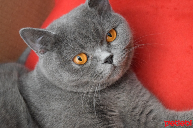 British Shorthair, Kedi  Şirin fotoğrafı