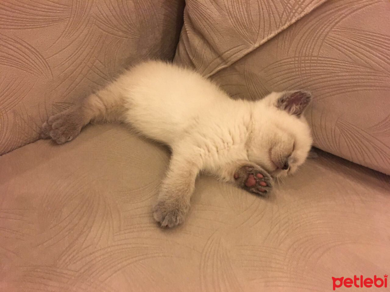 British Shorthair, Kedi  Herkül fotoğrafı