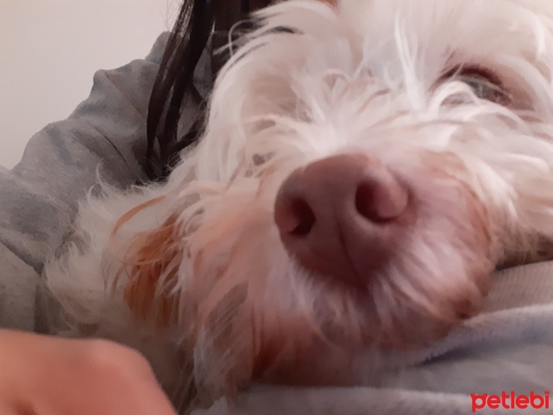 Maltese, Köpek  Lupin fotoğrafı