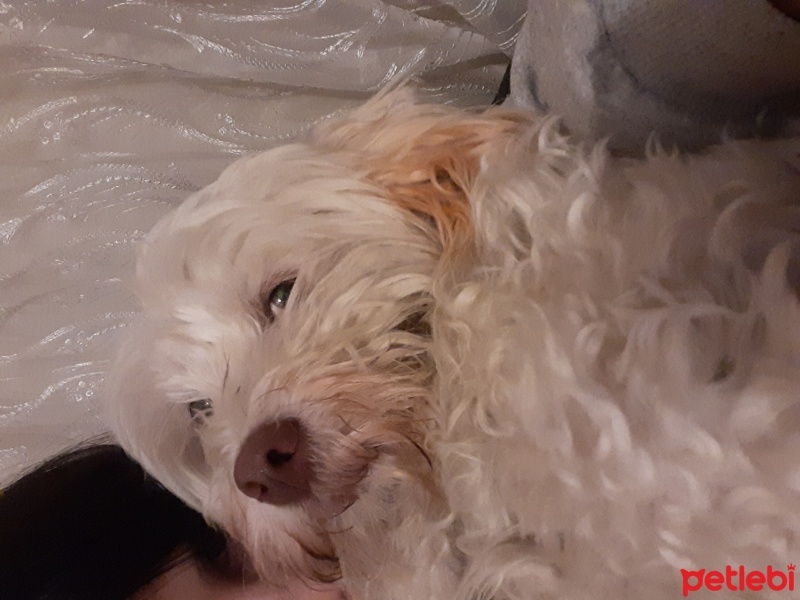 Maltese, Köpek  Lupin fotoğrafı