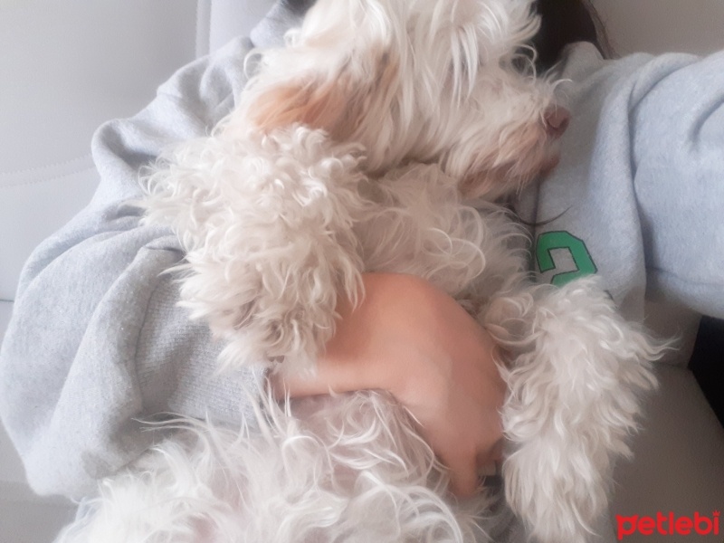 Maltese, Köpek  Lupin fotoğrafı