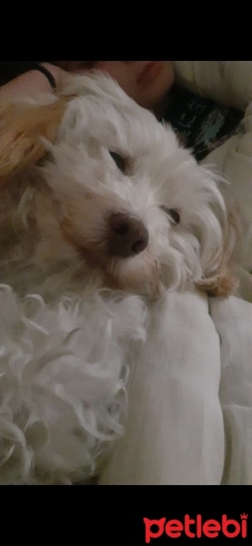 Maltese, Köpek  Lupin fotoğrafı
