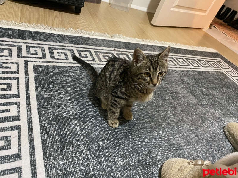 Tekir Kedi, Kedi  Çakır fotoğrafı