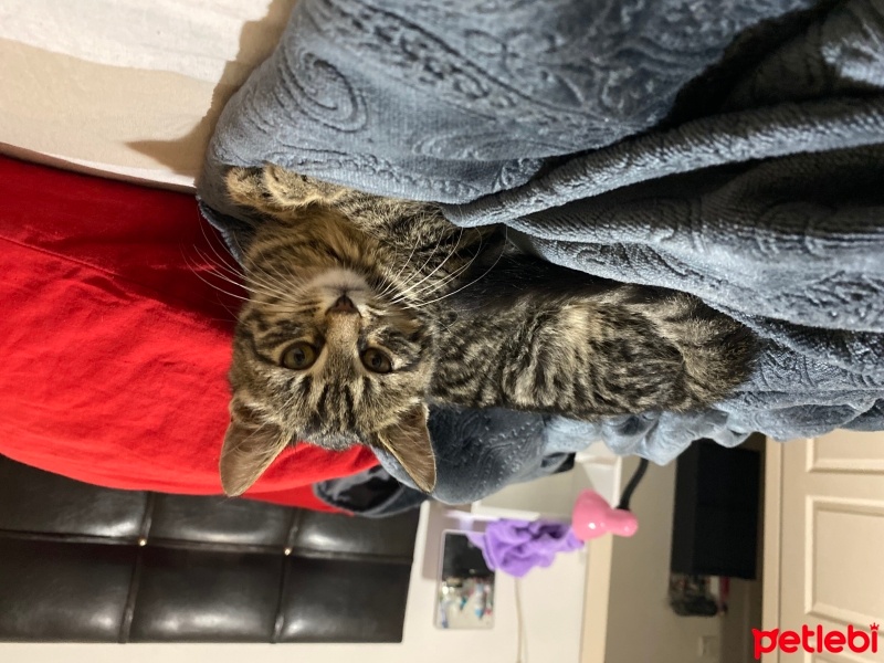 Tekir Kedi, Kedi  Çakır fotoğrafı
