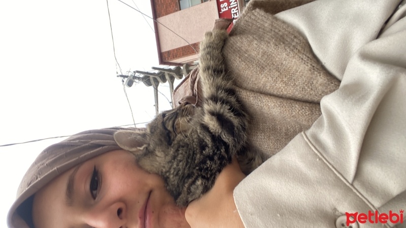 Tekir Kedi, Kedi  Çakır fotoğrafı
