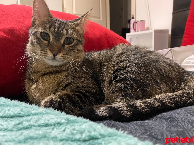 Tekir Kedi, Kedi  Çakıl fotoğrafı
