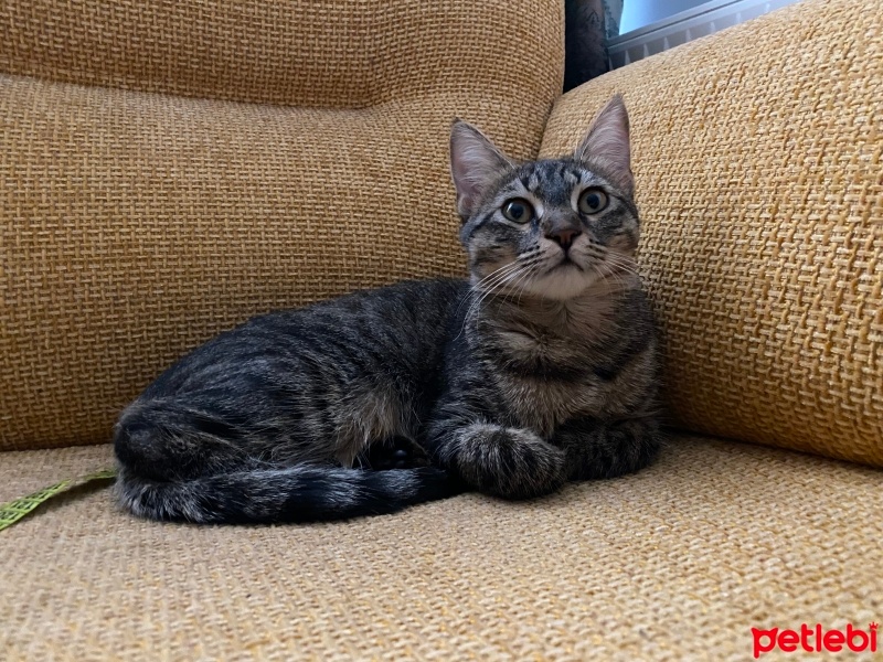 Tekir Kedi, Kedi  Çakıl fotoğrafı