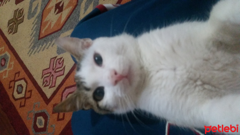 American Bobtail, Kedi  BOB fotoğrafı
