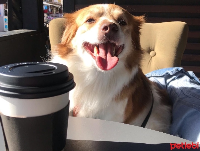 Border Collie, Köpek  alfa fotoğrafı