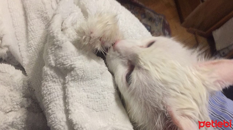 Van Kedisi, Kedi  Angel fotoğrafı