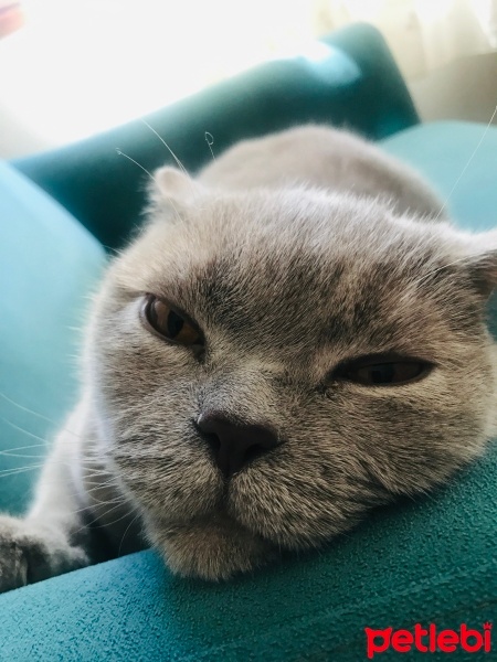 Scottish Fold, Kedi  Paşa fotoğrafı