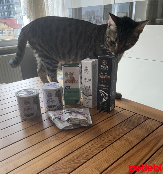 Tekir Kedi, Kedi  Gofret fotoğrafı