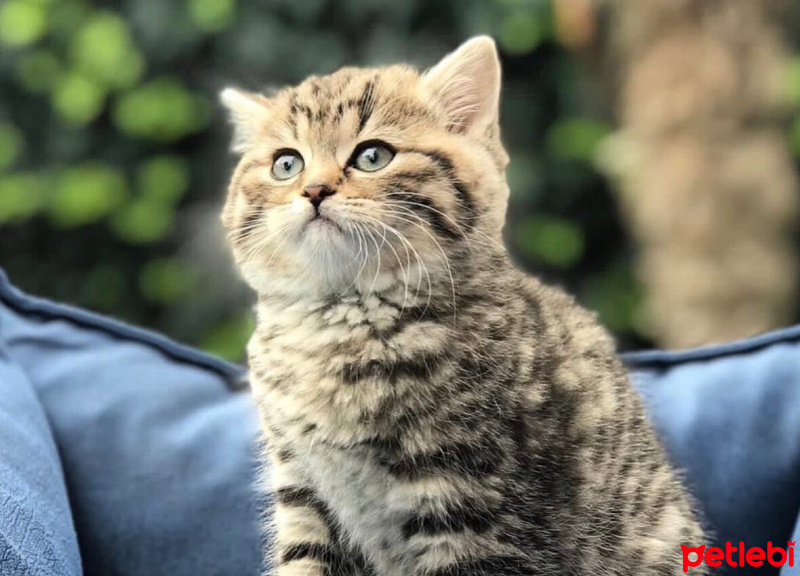 British Shorthair, Kedi  Luna fotoğrafı