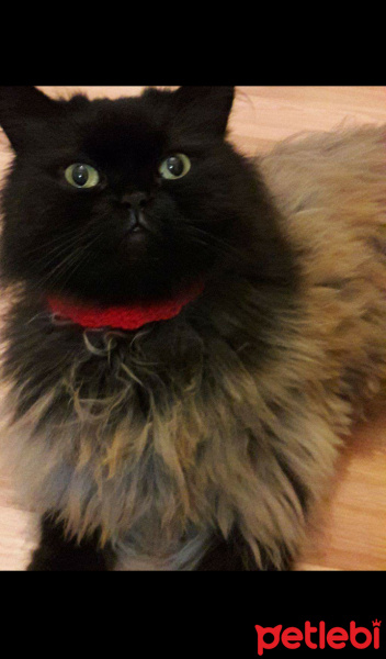 Himalayan, Kedi  Şans fotoğrafı
