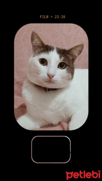 Tekir Kedi, Kedi  Zeytin fotoğrafı