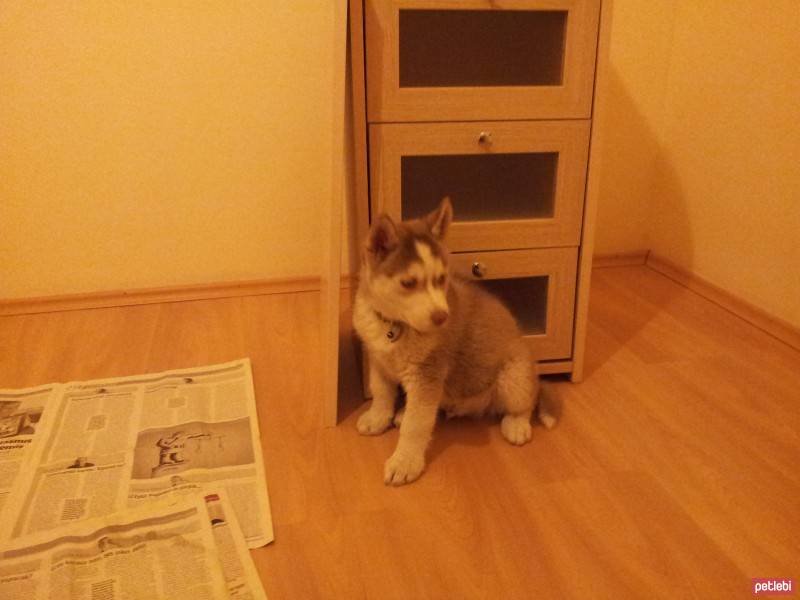 Sibirya Kurdu (Husky), Köpek  chucky fotoğrafı