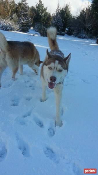 Sibirya Kurdu (Husky), Köpek  chucky fotoğrafı