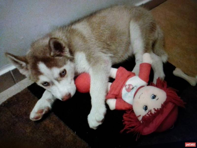 Sibirya Kurdu (Husky), Köpek  chucky fotoğrafı