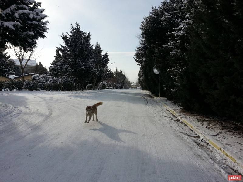 Sibirya Kurdu (Husky), Köpek  chucky fotoğrafı