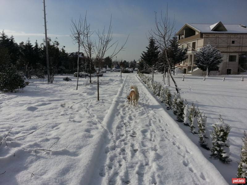 Sibirya Kurdu (Husky), Köpek  chucky fotoğrafı