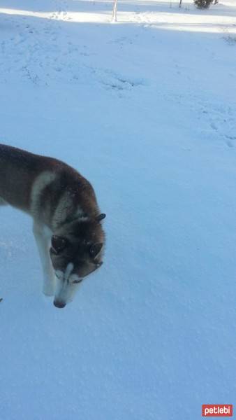 Sibirya Kurdu (Husky), Köpek  chucky fotoğrafı