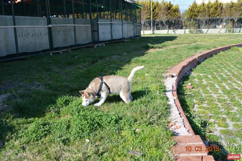 Sibirya Kurdu (Husky), Köpek  chucky fotoğrafı