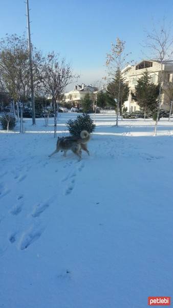 Sibirya Kurdu (Husky), Köpek  chucky fotoğrafı