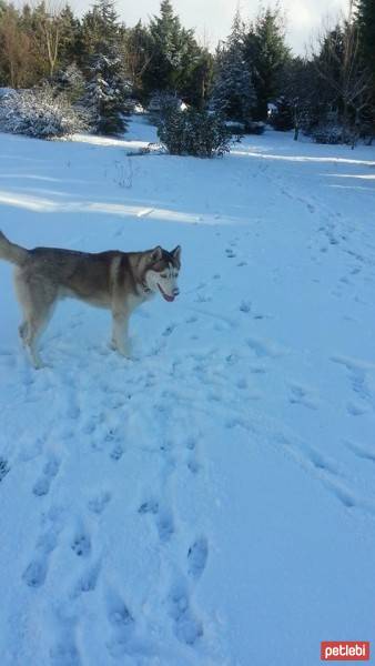 Sibirya Kurdu (Husky), Köpek  chucky fotoğrafı